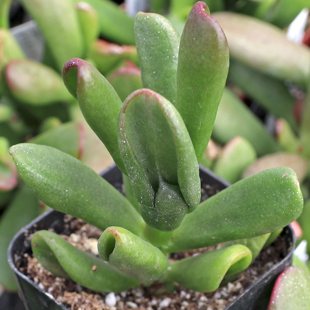 Why do the bottom leaves of my indoor Jade plant turn yellowish? In a west facing window. Too much sun?