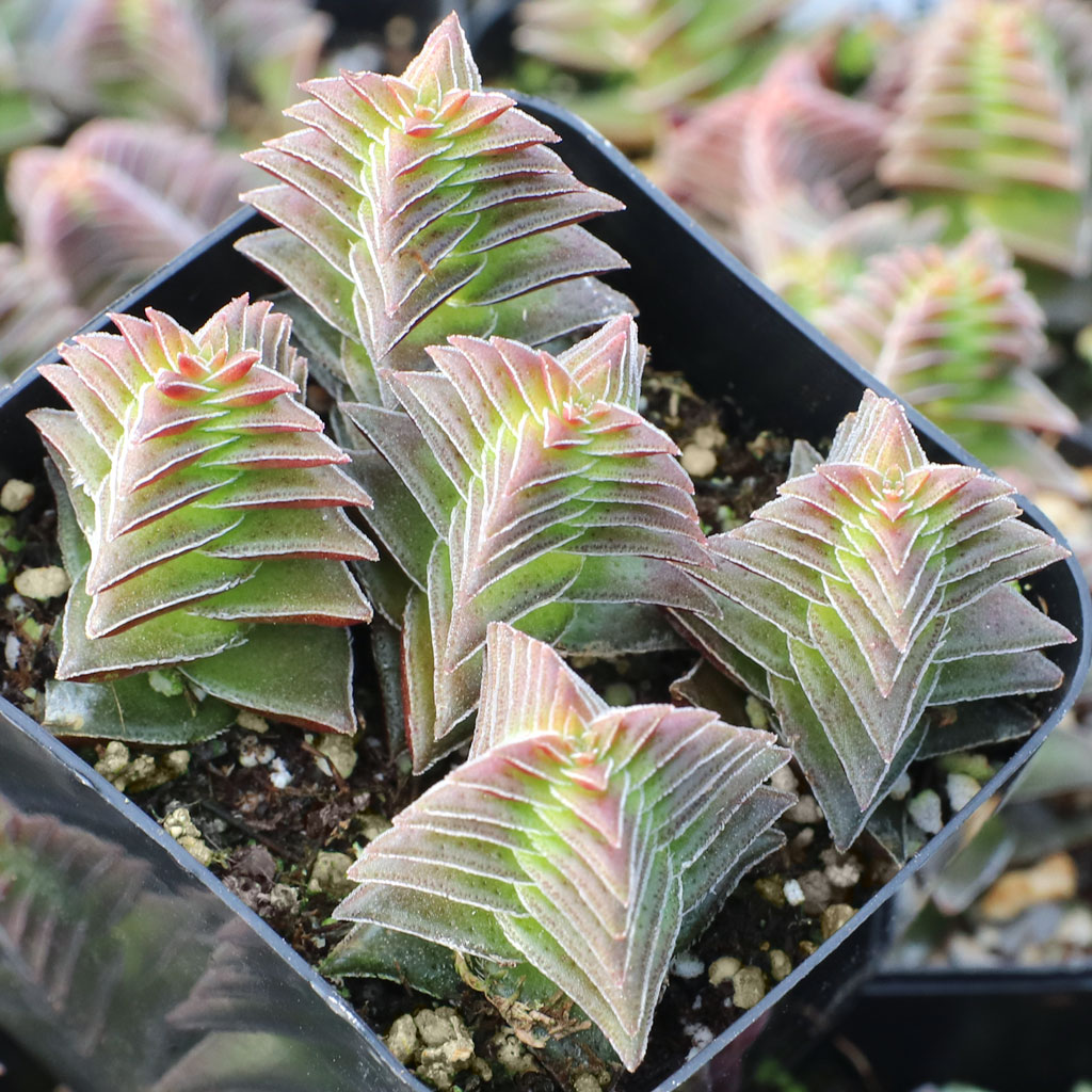 Crassula capitella ssp. thyrsiflora - Pagoda Village Questions & Answers