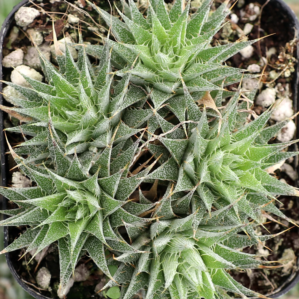 How many rosettes in your 2 in pot?