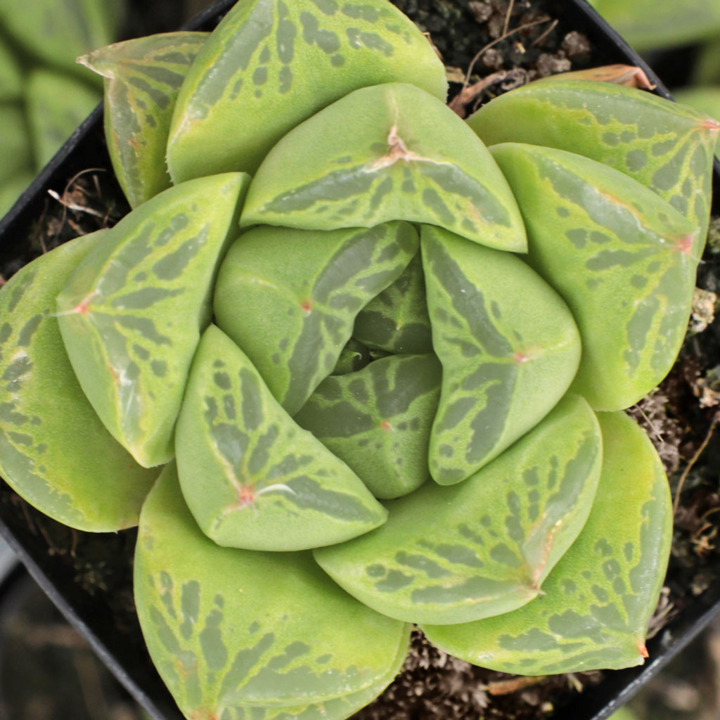 Haworthia cuspidata - Star Window Plant Questions & Answers