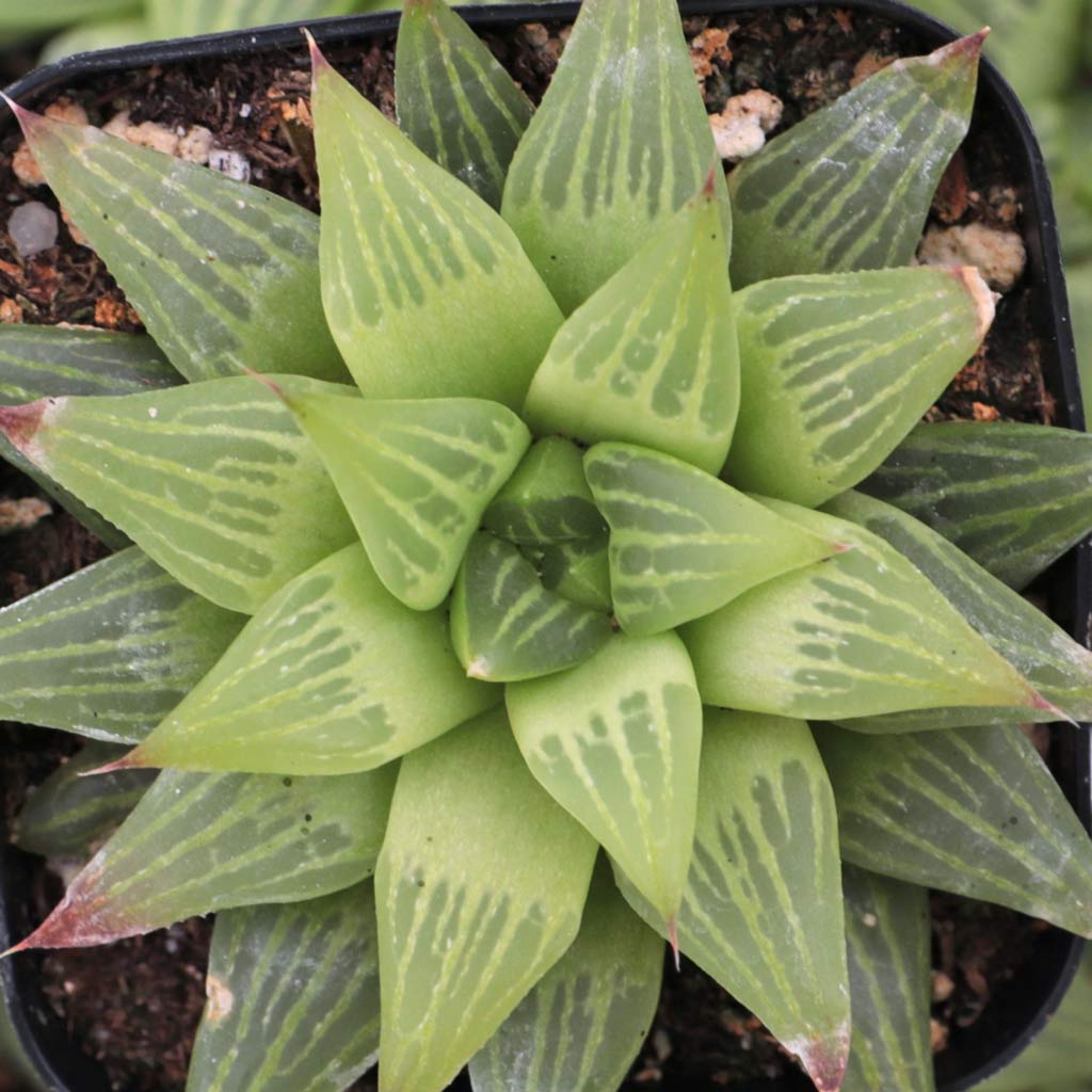 Haworthia retusa f. geraldii Questions & Answers