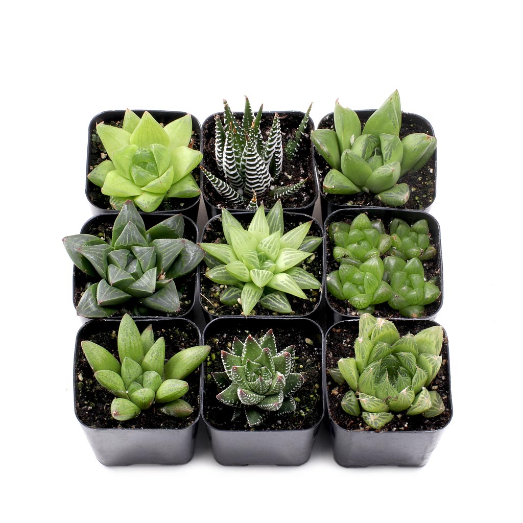 Haworthia Set of 9 Questions & Answers