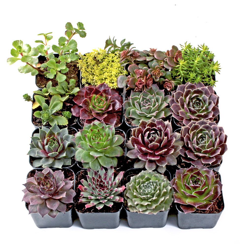 MCG Hardy Outdoors™ Succulent Set of 16 Types - 2in Pots w/ ID Questions & Answers