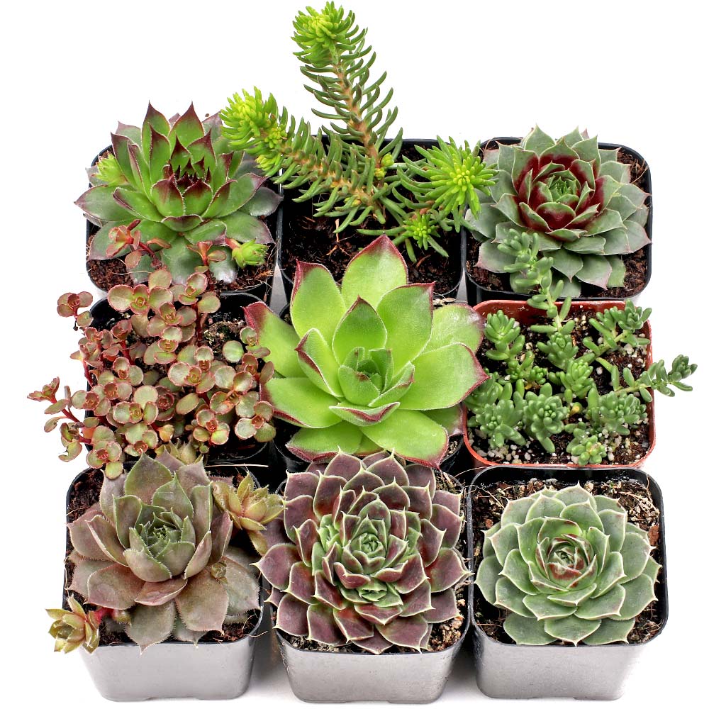 Hardy Outdoor Succulents Set of 9 Types - 2in Pots Questions & Answers