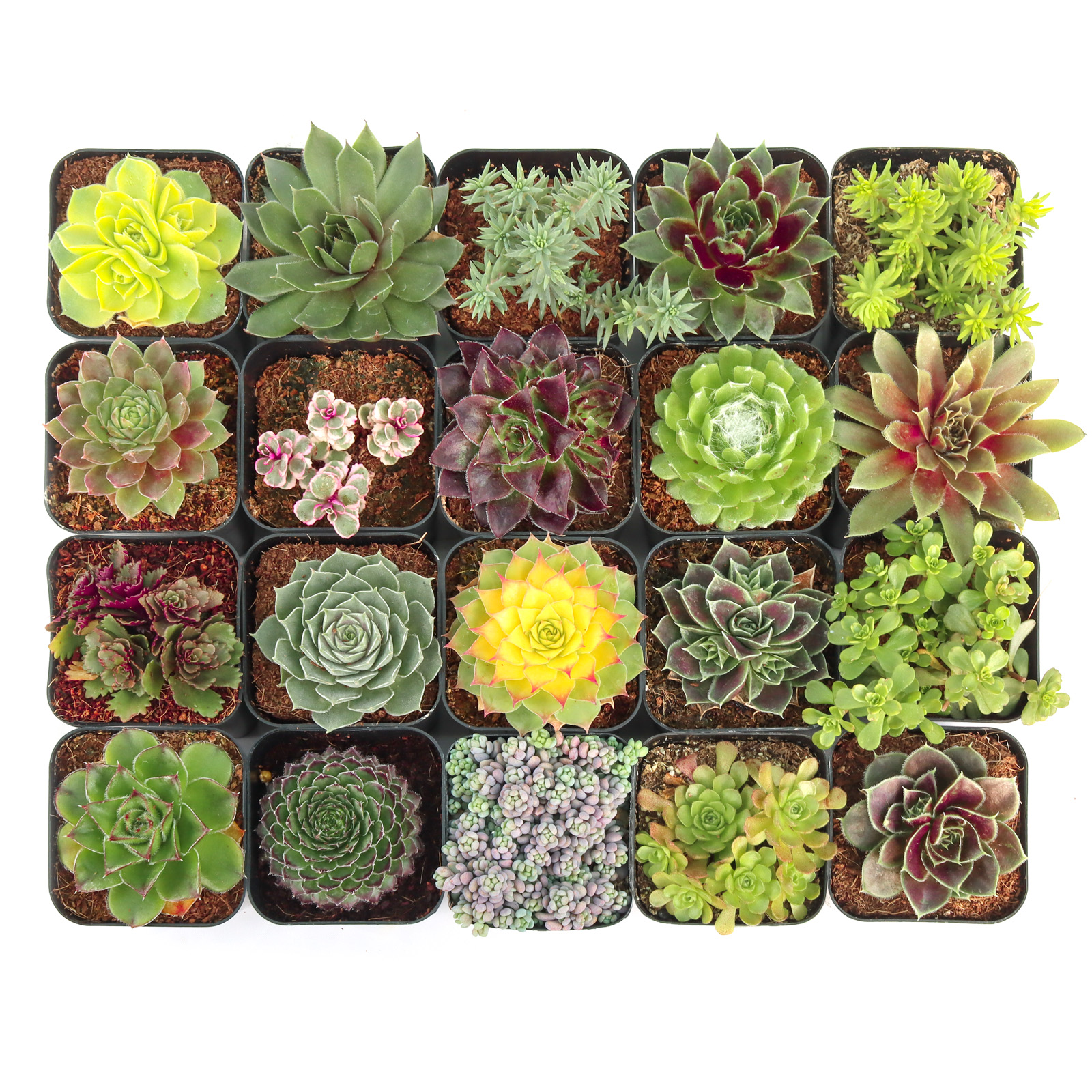 Hardy Outdoor Succulents Variety Pack (6-20 Plants, 2" Pots) Questions & Answers