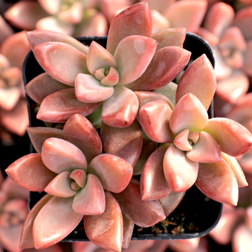 Graptosedum 'Alpenglow' Questions & Answers