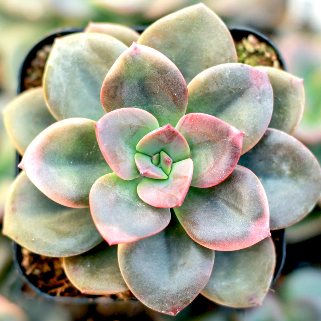 How large is the Echeveria Chroma?