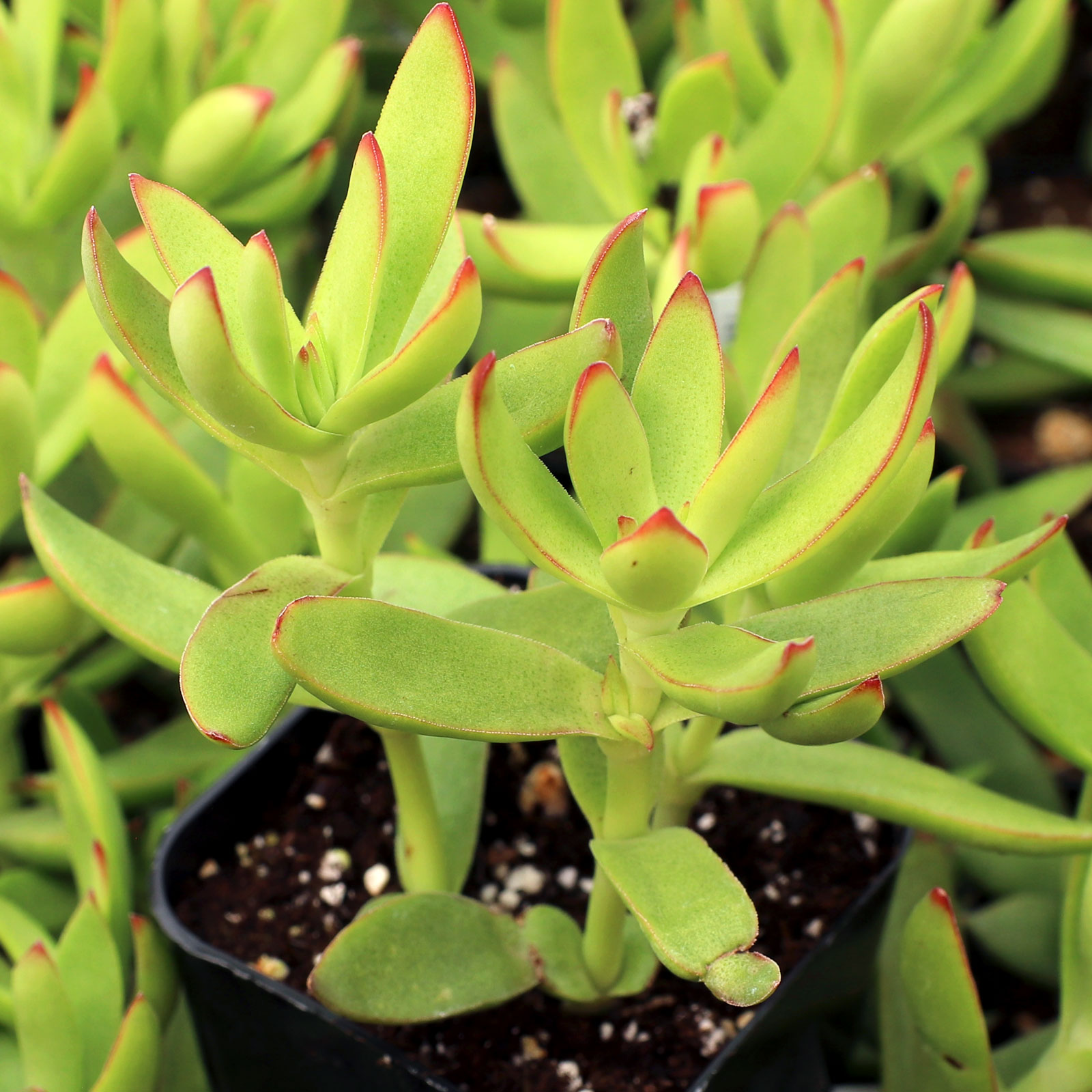 how deep should the pot be for Crassula rubricaulis