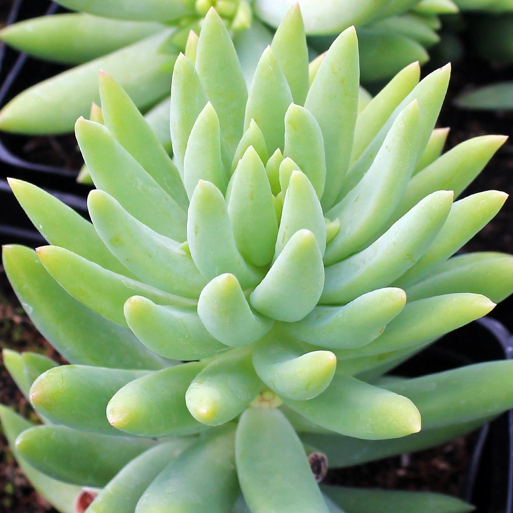 Sedeveria 'Harry Butterfield' - Super Donkey Tail Questions & Answers