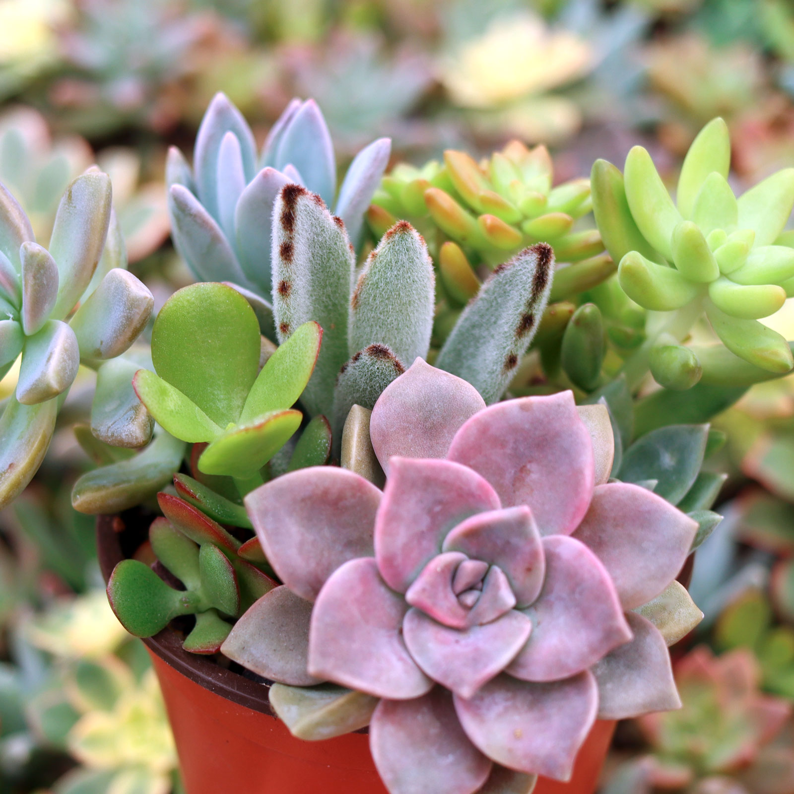 Is this arrangement made of rooted succulents, or unrooted cuttings?