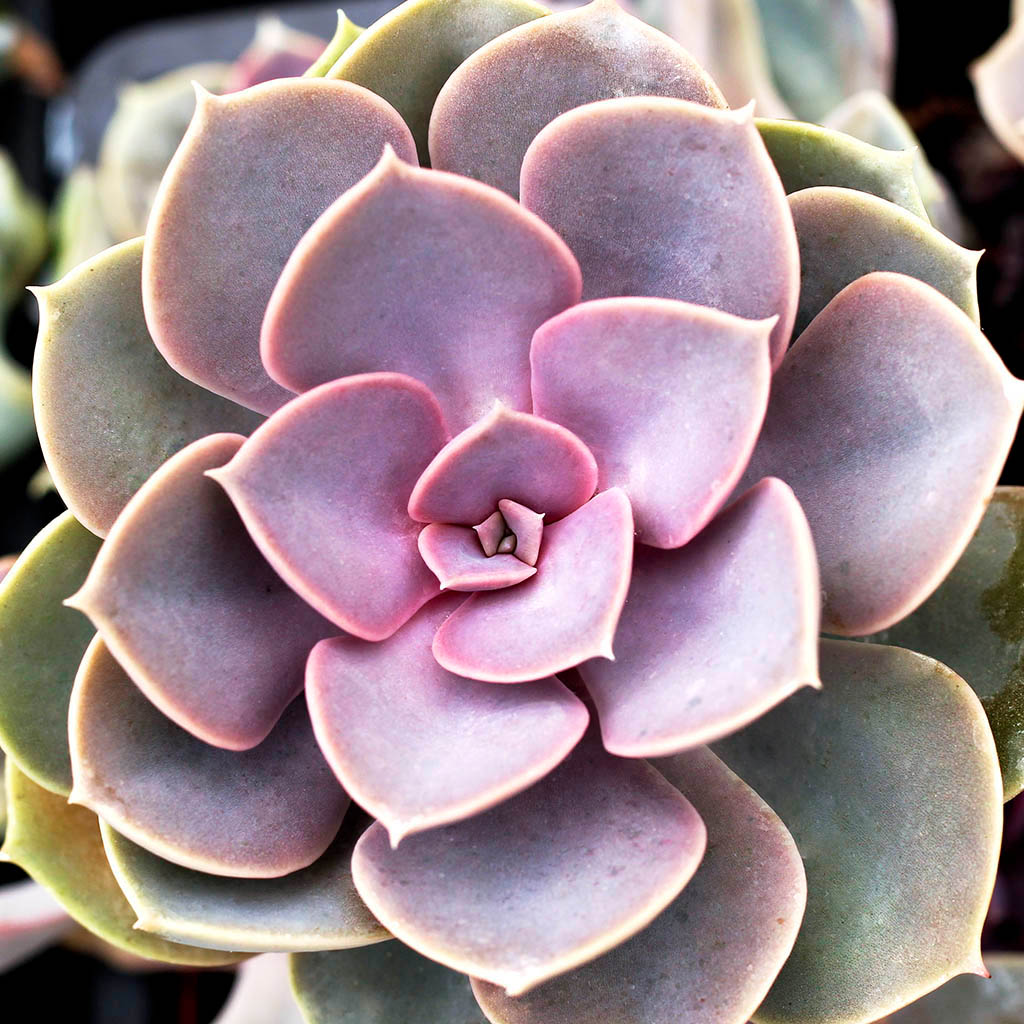 Echeveria 'Perle von Nurnberg' Questions & Answers