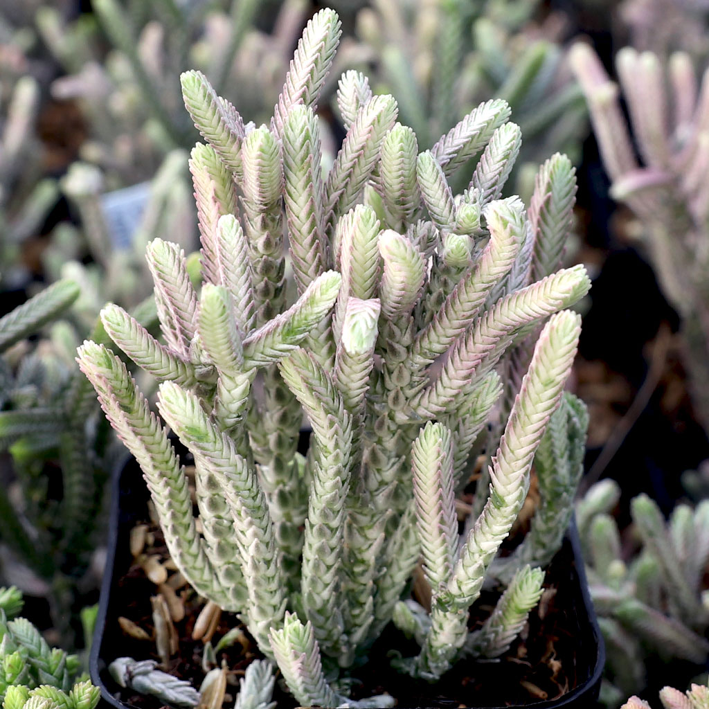 Can I grow these Crassula Watch Chain in a hanging pot outdoors in shade?