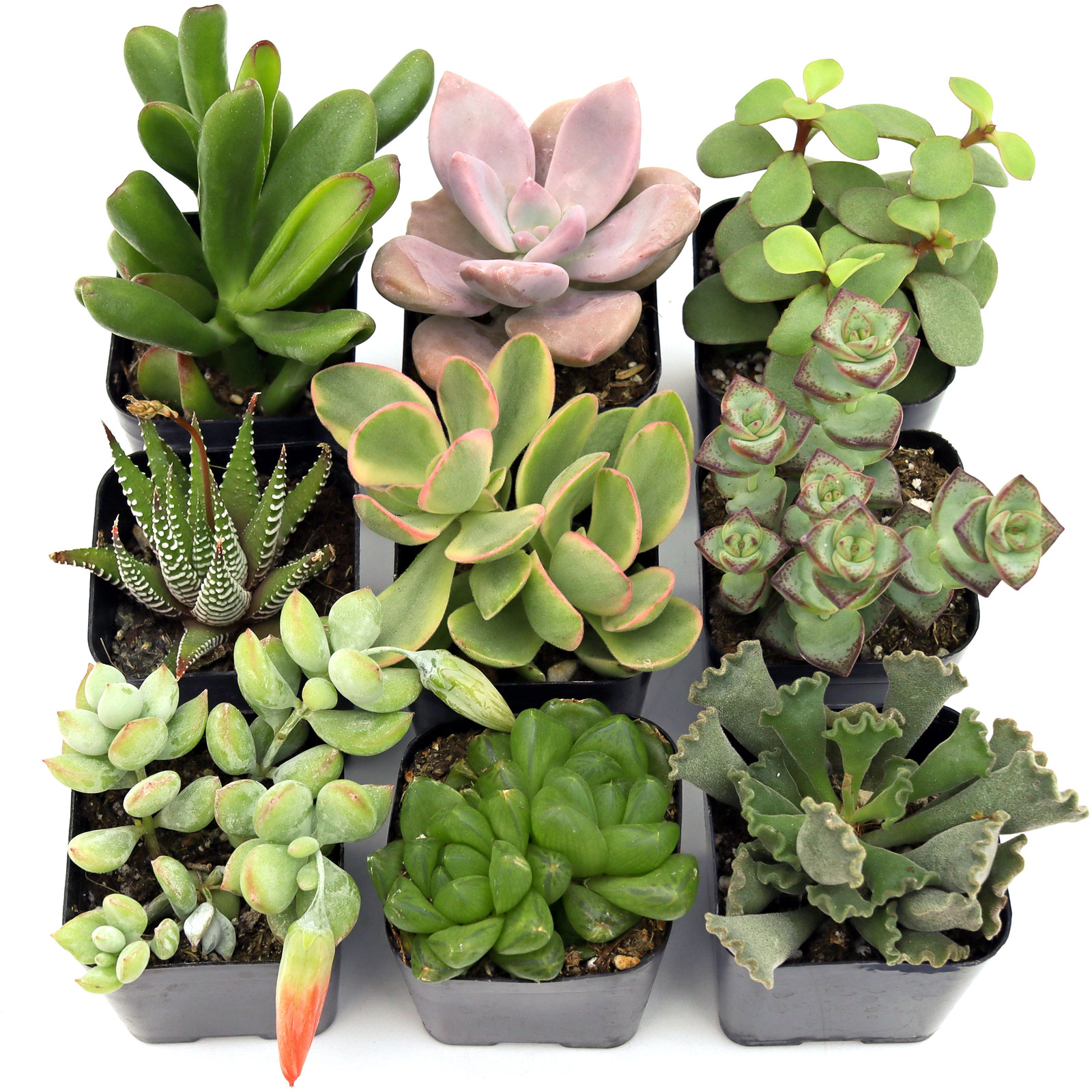 Can I preorder plants and have them sent in February?