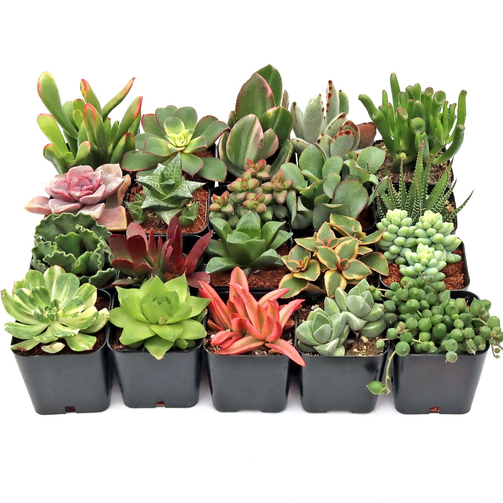 If I want to get my plants by Aug 5th, when should I order them