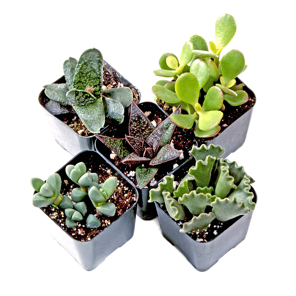 Indoor Succulent Set of 5 Questions & Answers