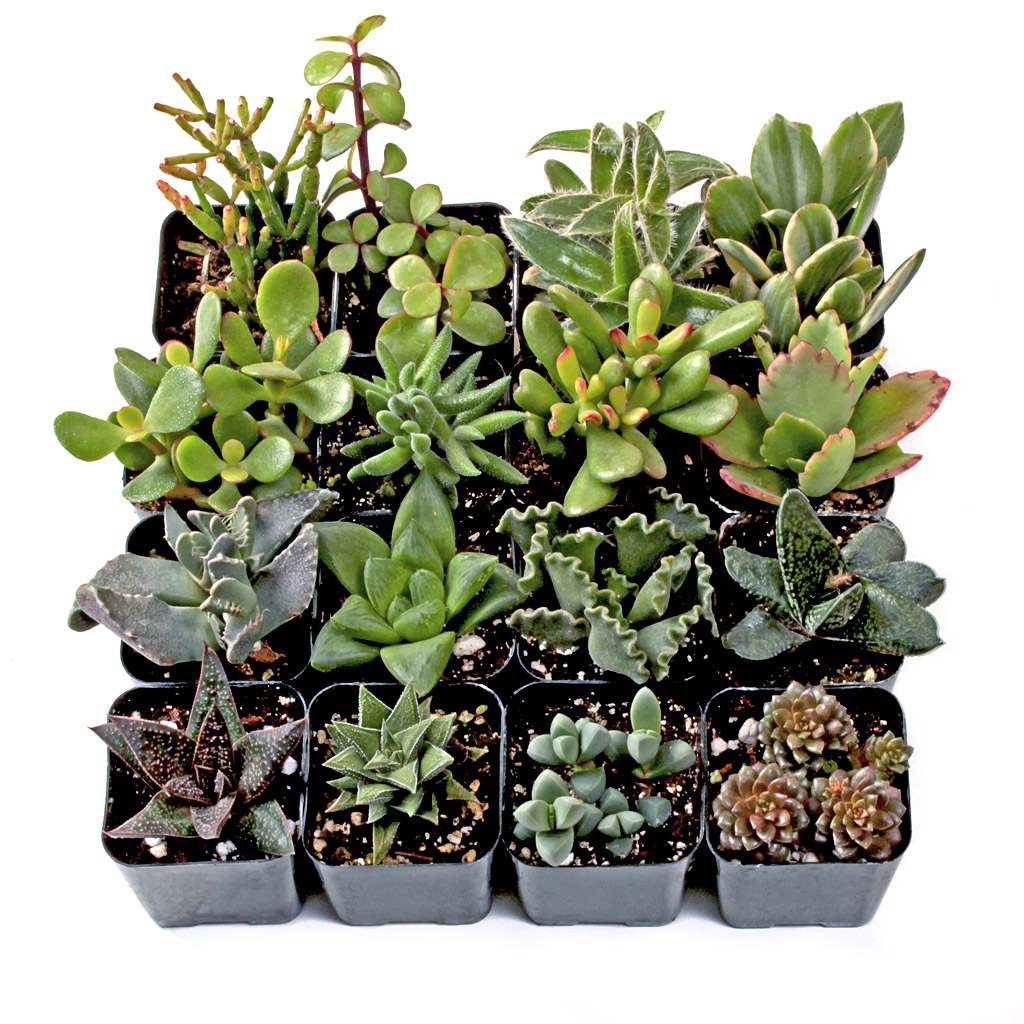 MCG Easy Indoors™ Succulent Set of 16 Types - 2in Pots Questions & Answers