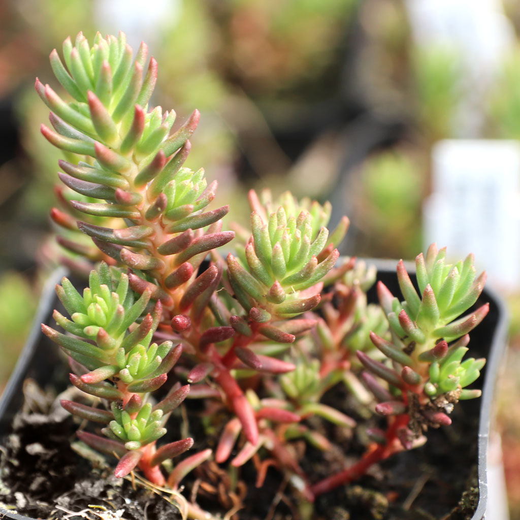 sedum stems dry out