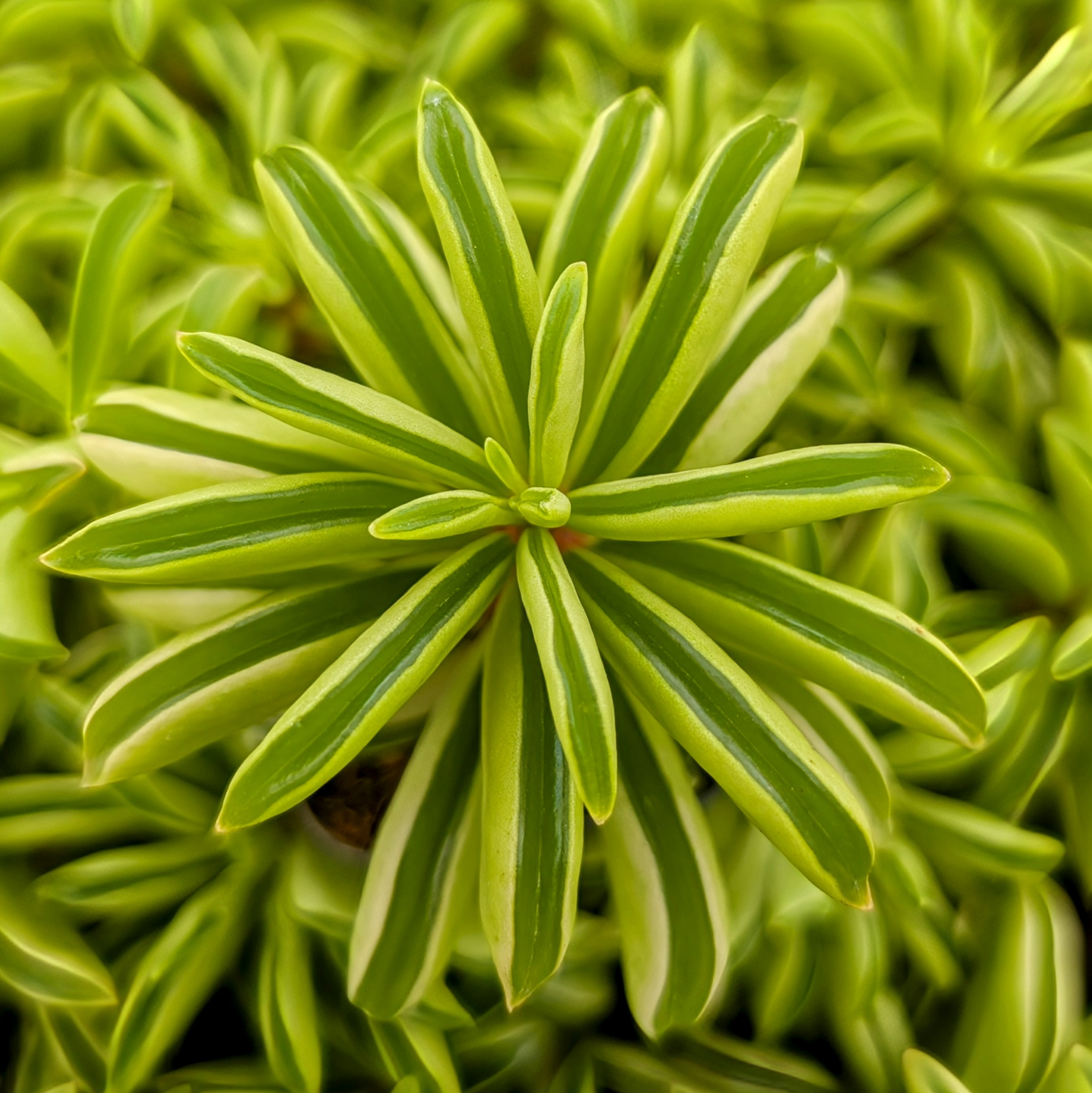 Peperomia dolabriformis Questions & Answers