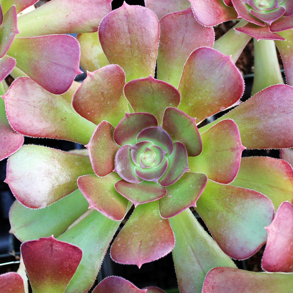 Aeonium 'Blushing Beauty' Questions & Answers