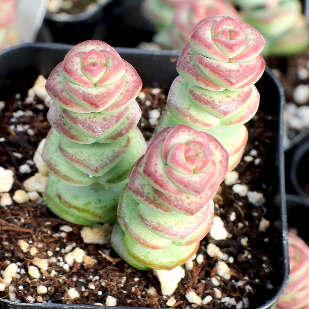 How big are the leaves on Baby’s Necklace crassula?