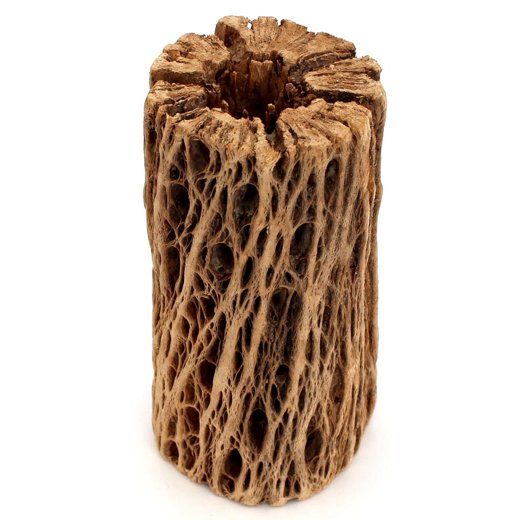 Cholla Wood [5.0"-6.0"] Questions & Answers