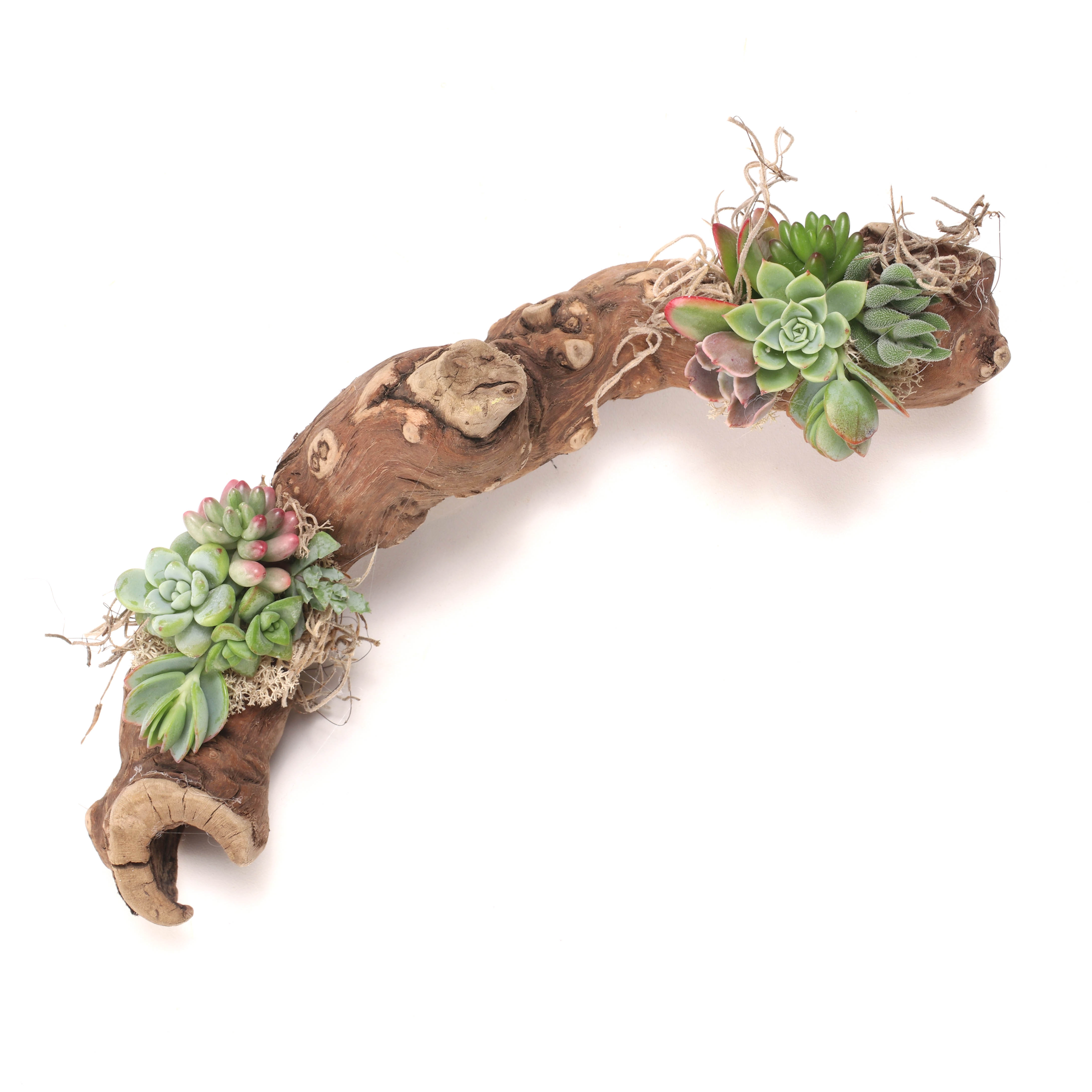 Do you glue the air plant and/or moss to the wood? I saw it done like that at a shop