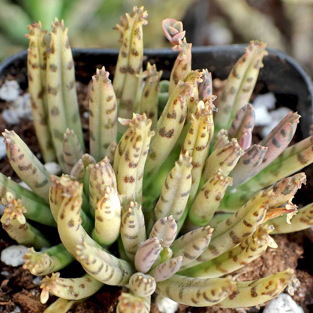 difference between pink butterflies, mother of millions, mother of thousands