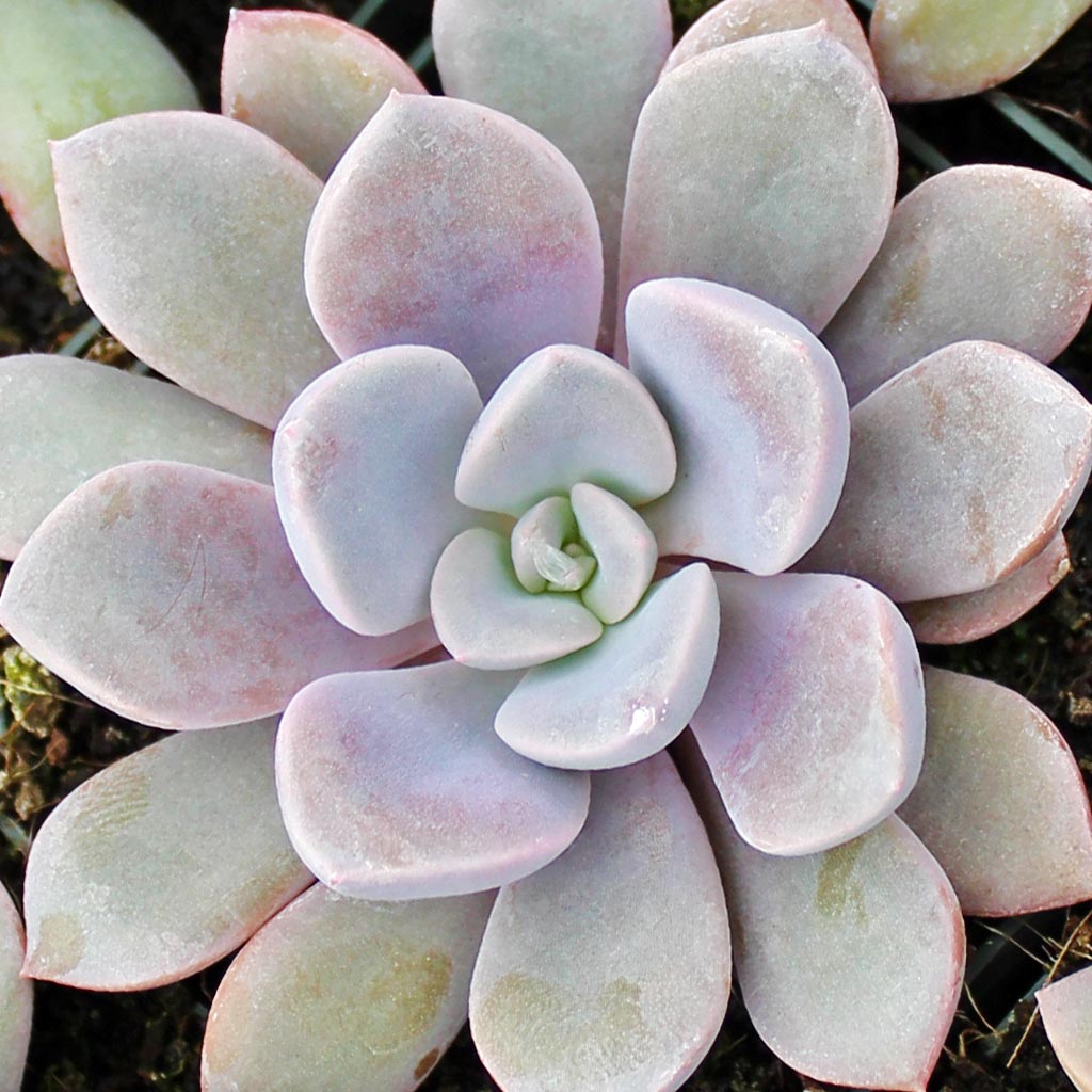 One of the pictures shows a vase of blue colored rosettes.  Does it really also go to that blue?