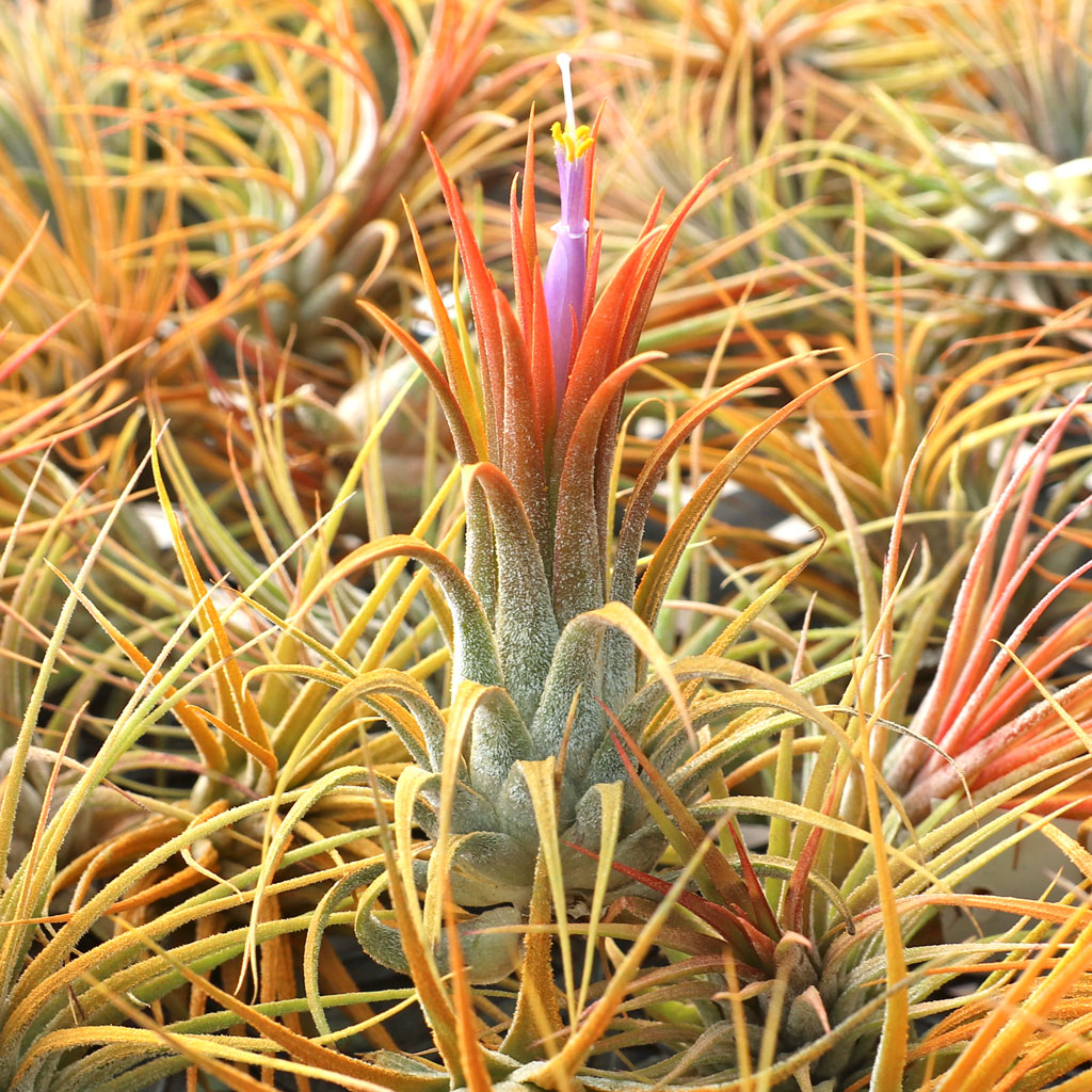 Air Plant - Tillandsia ionantha (orange, enhanced) [2.0-3.0"] Questions & Answers