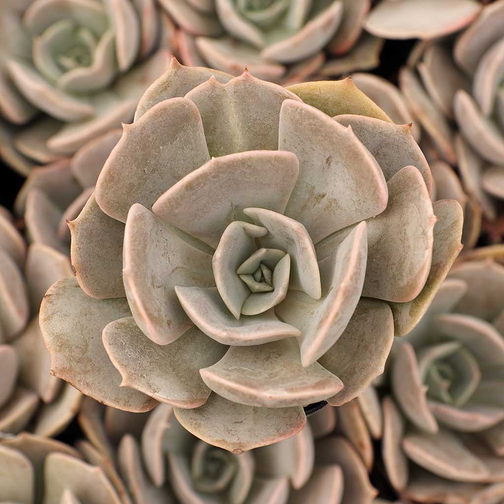 Echeveria 'Pollux' Questions & Answers