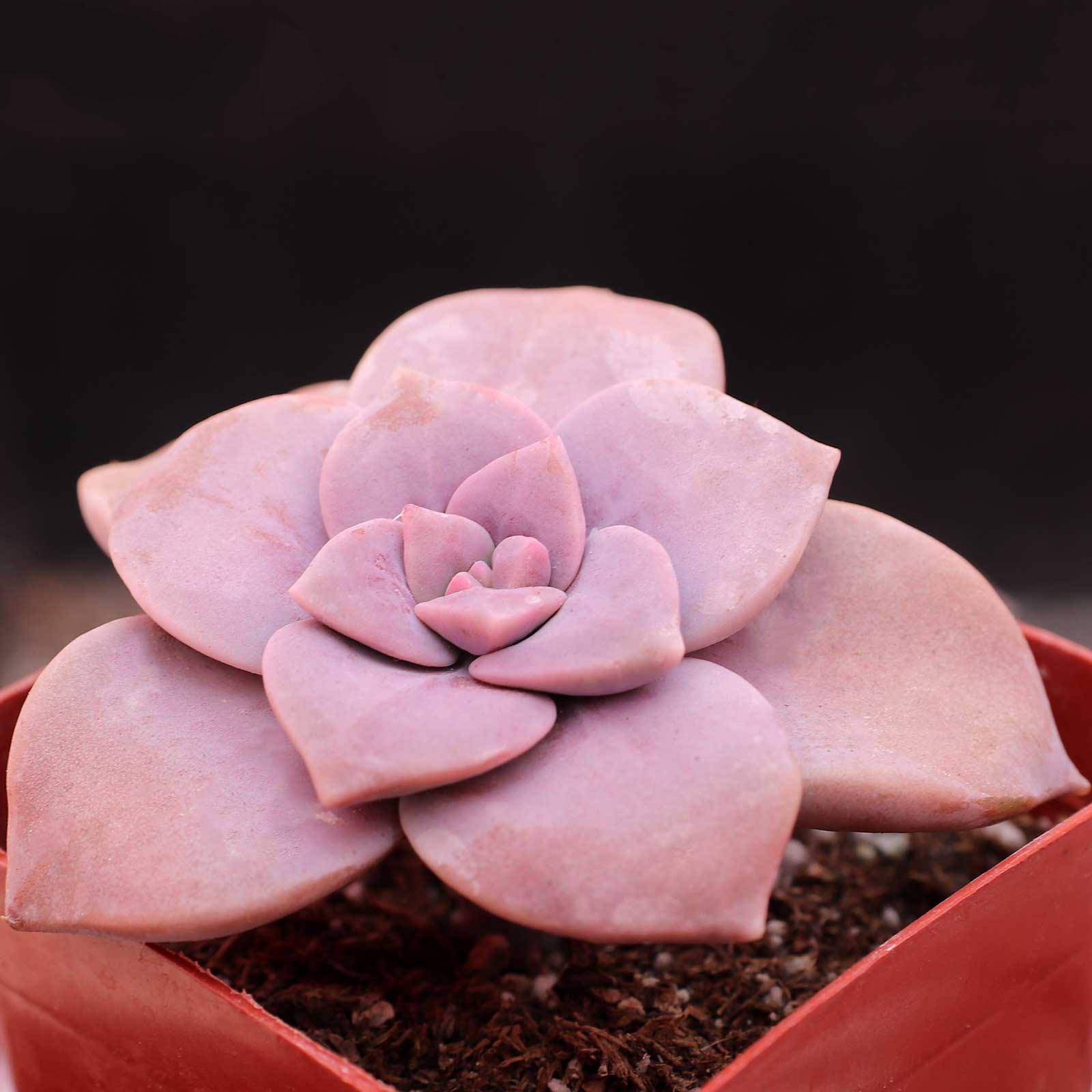 Graptopetalum superbum Questions & Answers