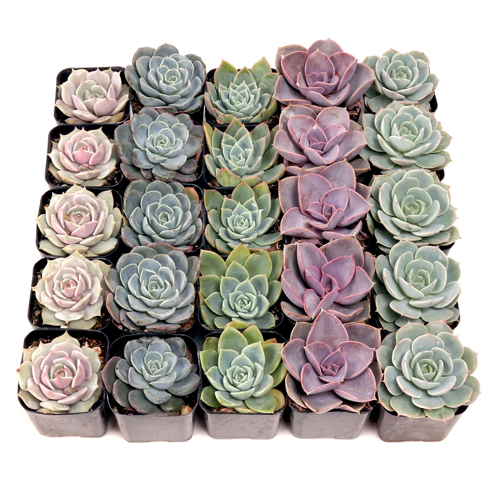 Echeveria Bulk 25 Tray - 5 Types w/ ID - 2in Pots Questions & Answers