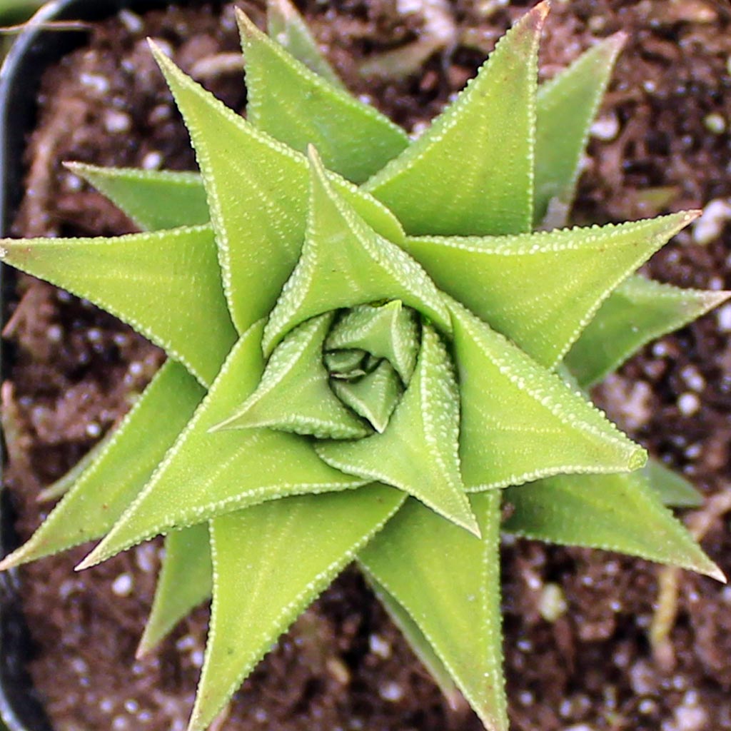 Haworthia tortuosa var. curta [exclusive] Questions & Answers