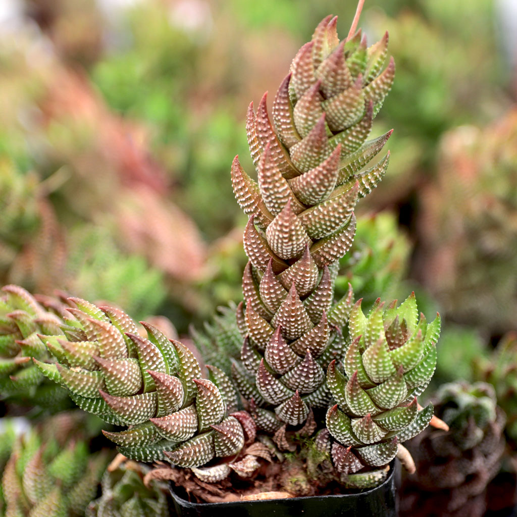 My Haworth had a thin "branch" that had a small Haworthia attached. The small Haworthia fell off. What can I do?