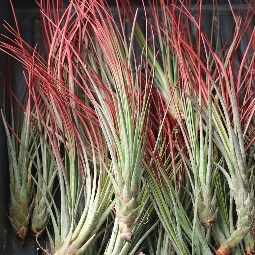 Air Plant - Tillandsia juncea [6.0-8.0"] Questions & Answers