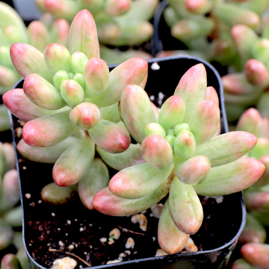 Is Sedum rubrotinctum 'Aurora'pretty safe?