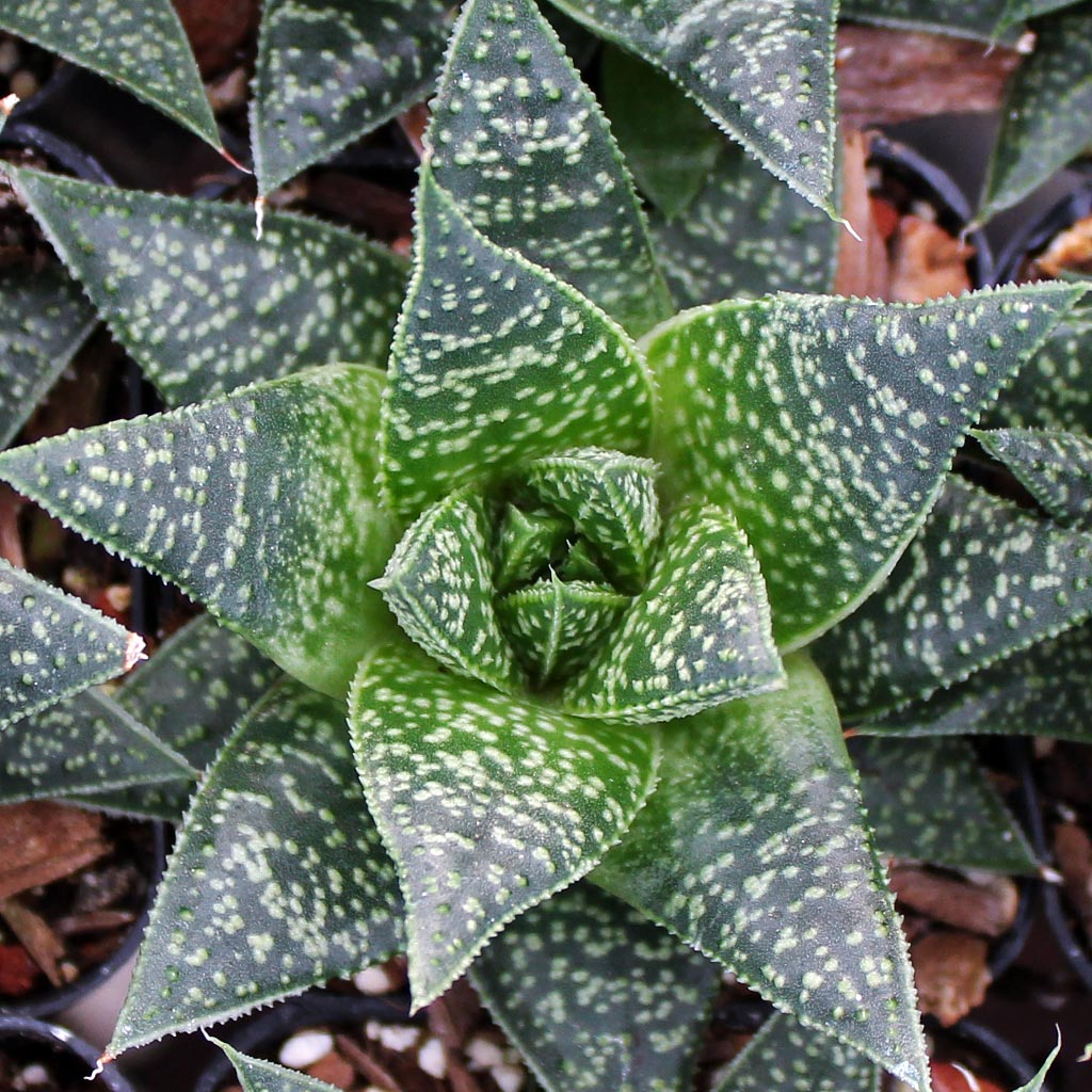 Gasteraloe 'Flow' Questions & Answers