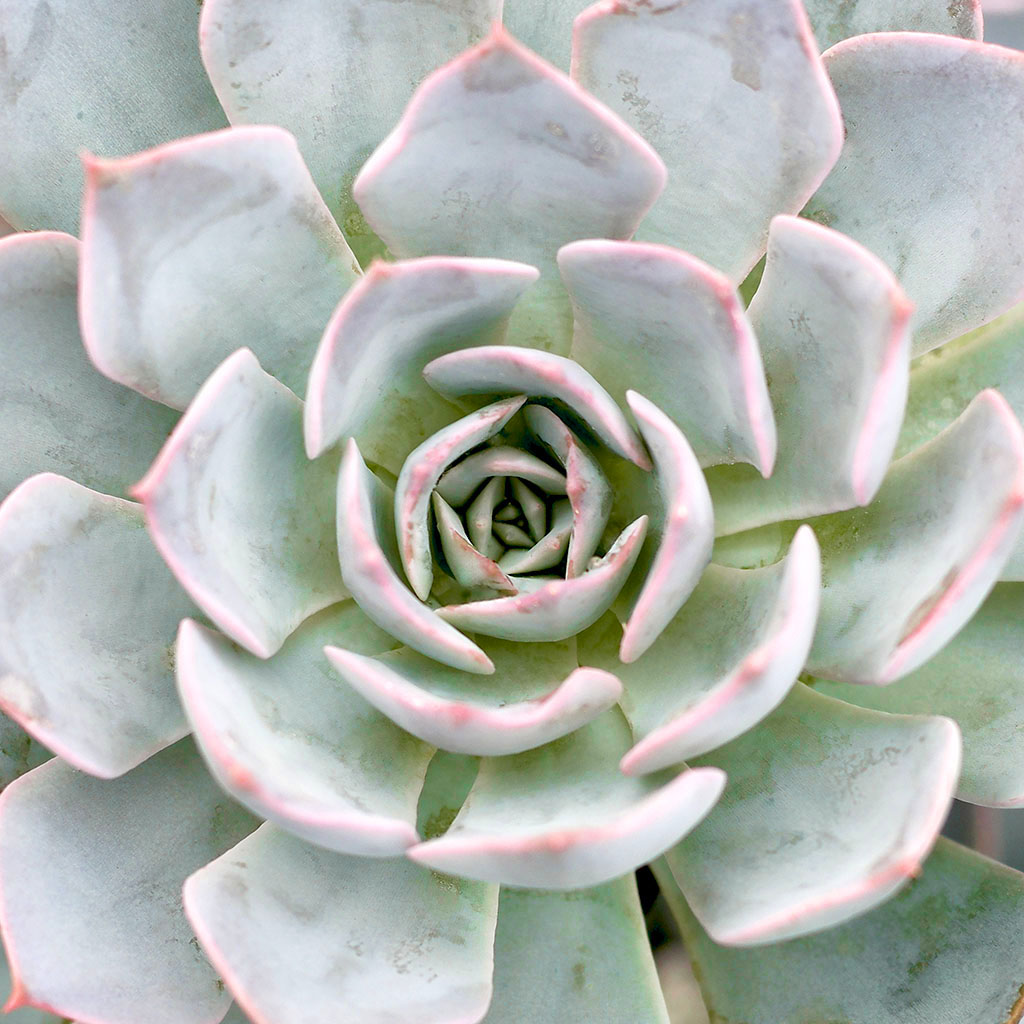 Echeveria 'Morning Beauty' Questions & Answers