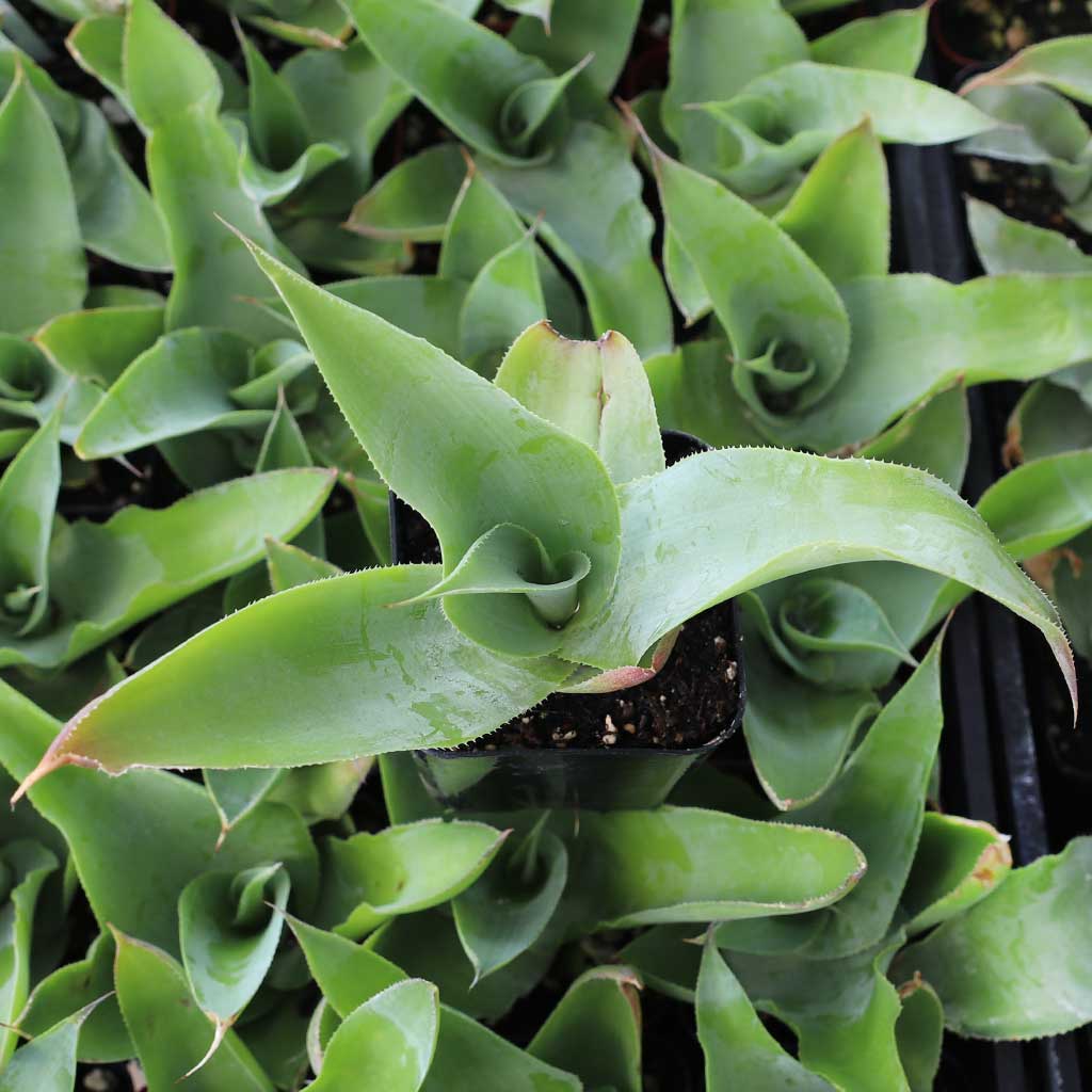 How big is the large octopus agave? The picrure looks the same as the small one?