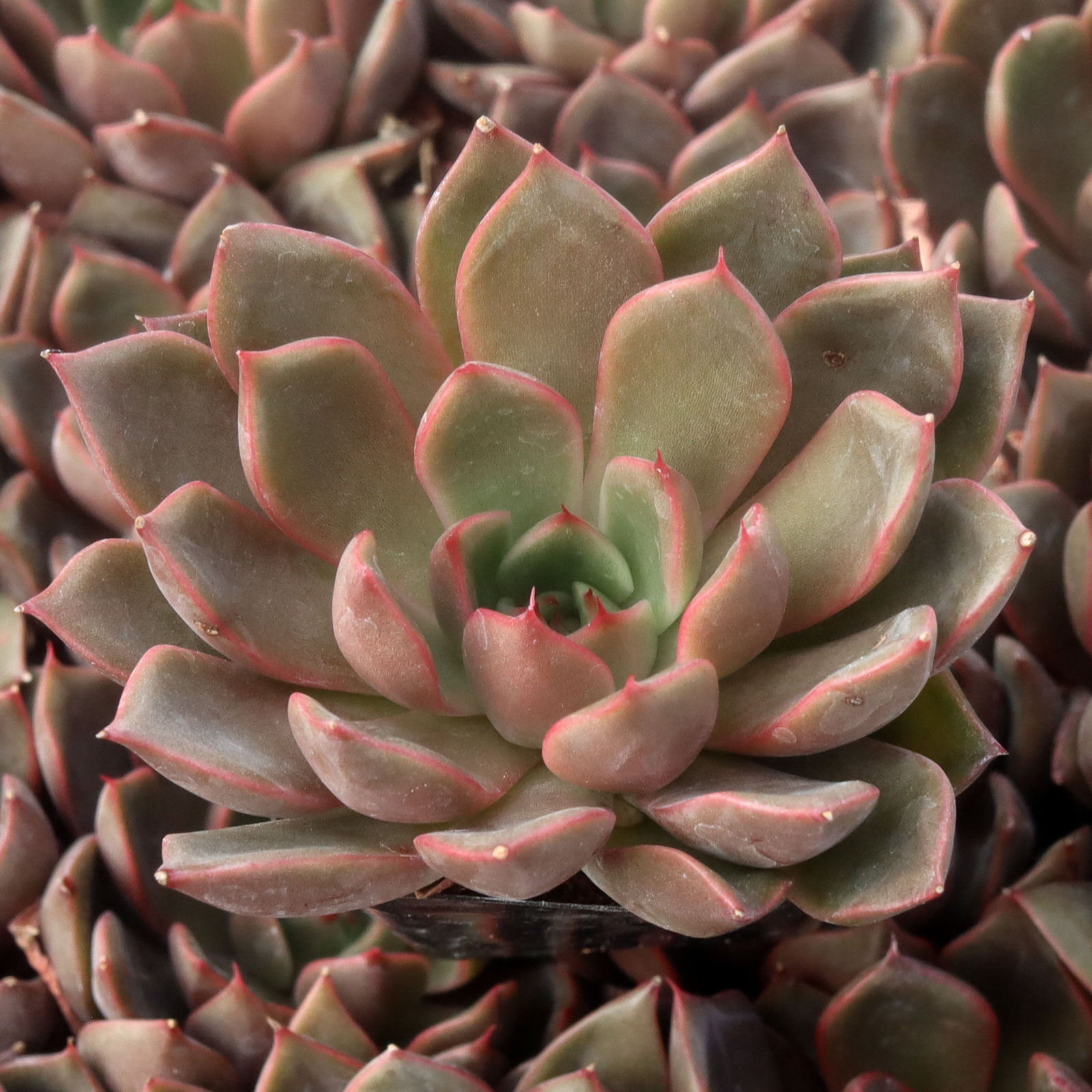 Echeveria 'Mira' Questions & Answers