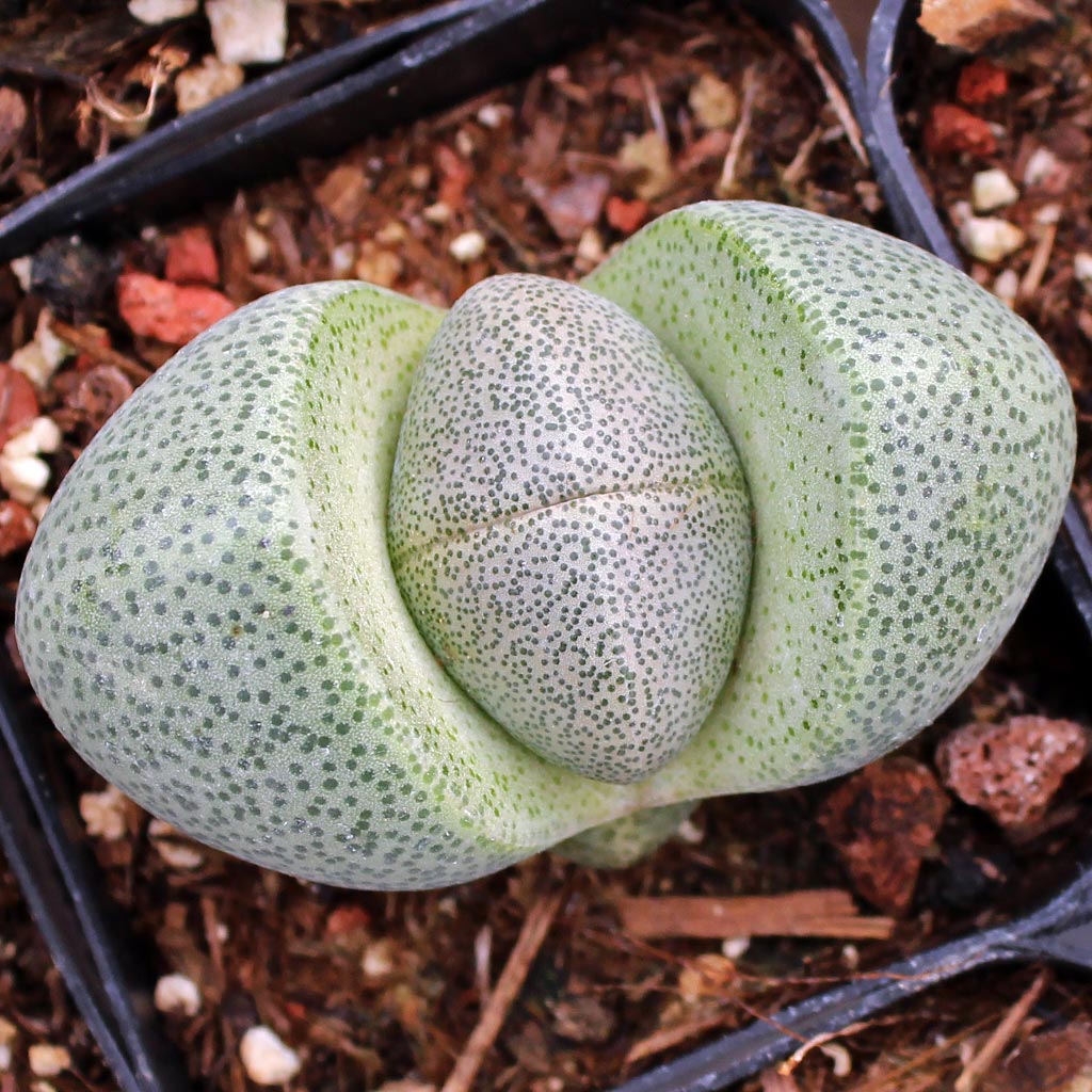 What pot depth is ideal for planting Pleiospilos Split Rocks?