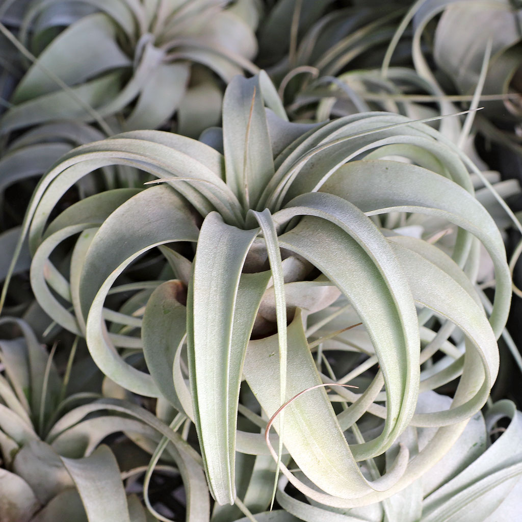 Spray used for spraying tillendsia