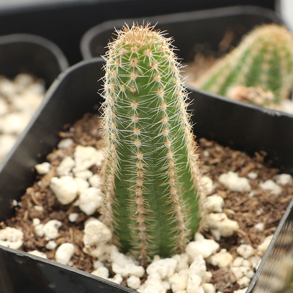 I purchased a Peanut Cactus from you a while back, it has been doing well till now. Why is it limp ?