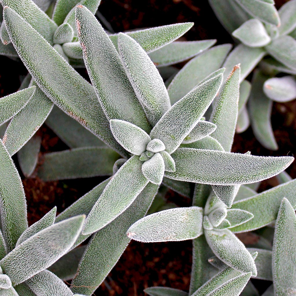 Crassula mesembryanthemoides 'Tarantula' Questions & Answers