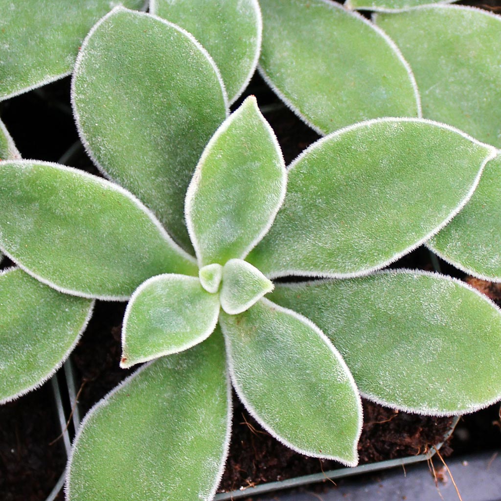 Which Echeveria  blooms with a heart?