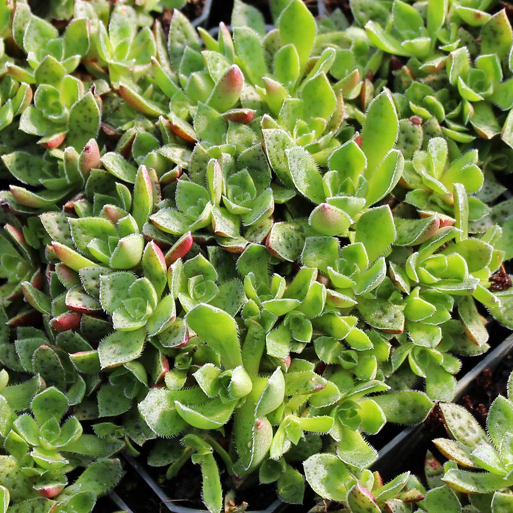 Crassula exilis ssp. cooperi - Tiger Jade Questions & Answers