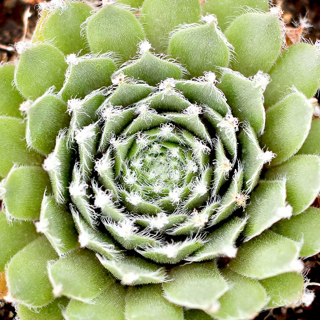 Sempervivum 'Jade Rose' Questions & Answers