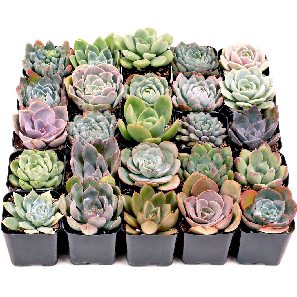 Echeveria Bulk 25 Tray - 25 Types w/ ID - 2in Pots Questions & Answers