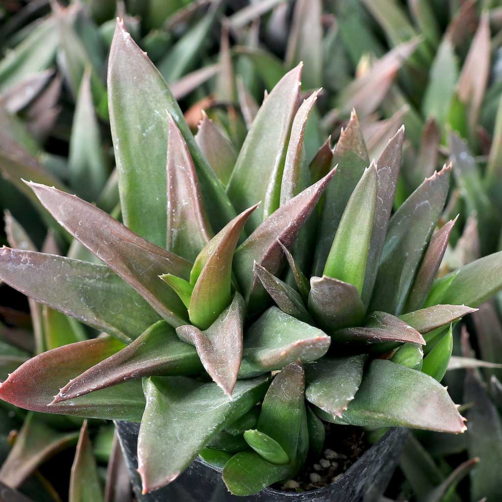 Alworthia pentagona 'Black Gem' Questions & Answers