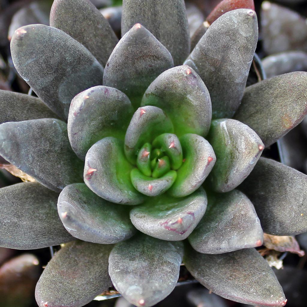 Does this succulent flower easily every year?